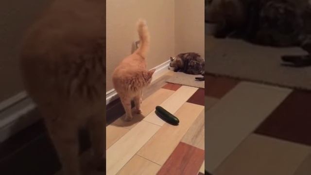 2 cats vs. cucumber fail смотреть онлайн