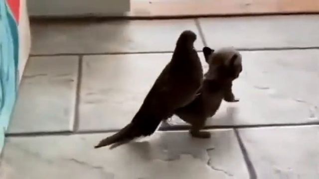 Голубь катается на собаке? смотреть онлайн