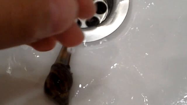 Мои улитки ахатины!!!