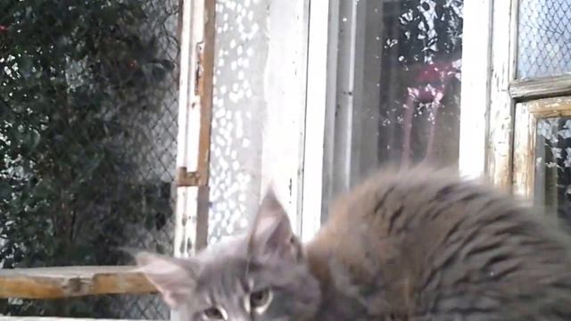 Maine coon kitten Akela, colour a22, 4 months, AVAILABLE смотреть онлайн