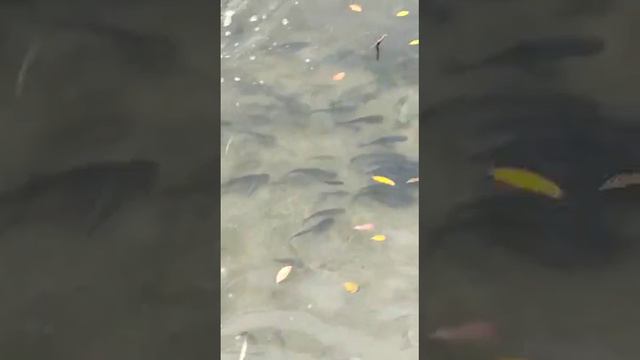 Зарыбление водоёма Сенгирбай 2, 3 Казахстан Тараз смотреть онлайн