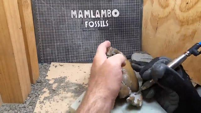 Нашел окаменелости краба которому 12 миллионов лет смотреть онлайн