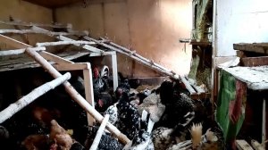 Зачем я добавляю СЕМЕНА ЛЬНА в рацион питания кур.