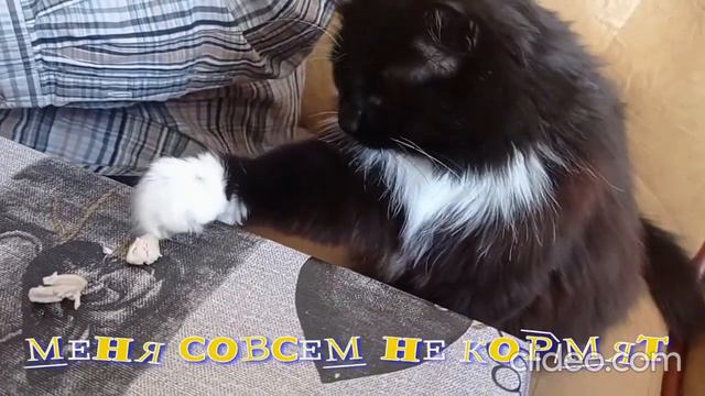 САМАЯ "ГОЛОДНАЯ" КОШКА смотреть онлайн