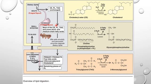 Lecture of Biochem on the topic GIT Part-II смотреть онлайн