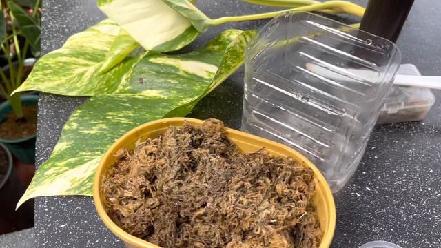 Epipremnum Pinnatum Aurea Propagation смотреть онлайн