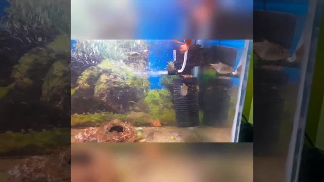 #freshwater tank update #java moss update смотреть онлайн