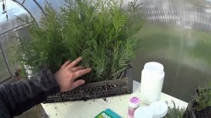 УКОРЕНИТЕЛЬ - Ризопон \ Rhizopon АА Poeder 2%. Для древесных и трудно укореняемых саженцев.