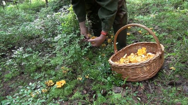 Грибы в Ленинградской обл.24.07.2022. ТАКОГО КОЛИЧЕСТВА ЛИСИЧЕК я в тех местах никогда не видел! смотреть онлайн
