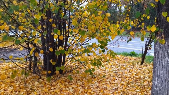 "Молодая". Ефрем Амирамов. смотреть онлайн