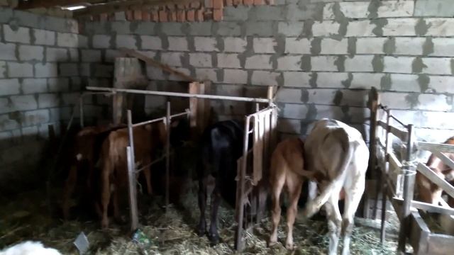 покупка люцерны на зиму смотреть онлайн