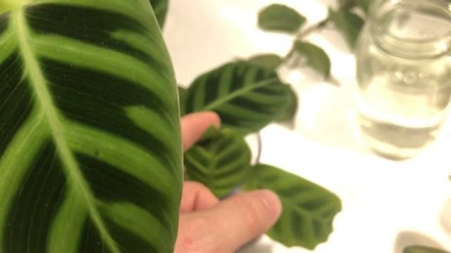 Water Culture Houseplant Maintenance - Calathea, Hoya, Cissus смотреть онлайн