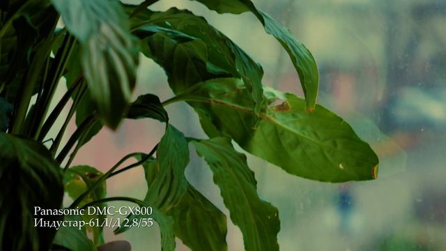 4k video footage Panasonic DMC-GX800 + Industar-61 L/D смотреть онлайн