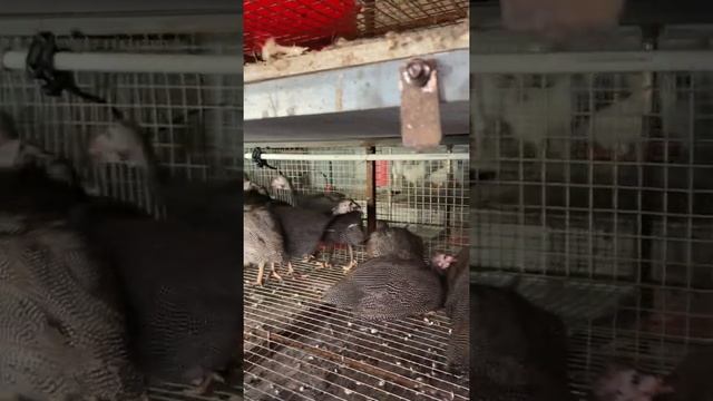ШОК! ЦЕСАРКИ ЧУДО ПТИЦА смотреть онлайн