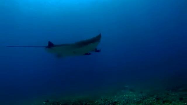 Manta Birostris On Manta Point, Komodo Sea National Park, Indonesia