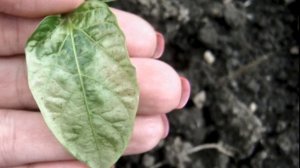 ПЕРЕЦ КЛАУДИО F1 - ЗАСУХОУСТОЙЧИВЫЙ УРОЖАЙНЫЙ  КРУПНОПЛОДНЫЙ УСТОЙЧИВЫЙ К ЗАБОЛЕВАНИЯМ ГИБРИД