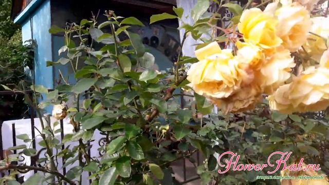 Роза Мишка / Michka смотреть онлайн