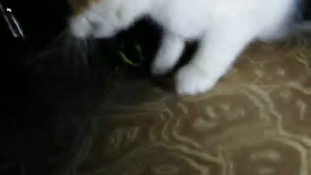 Кошка боится грозы и играется смотреть онлайн