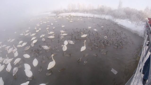 Лебединый заказник смотреть онлайн