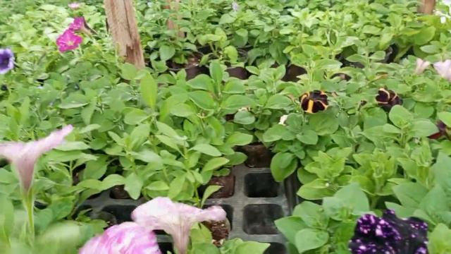 Есть классные черенки петунии на отправку!!! смотреть онлайн