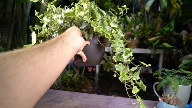Houseplant Ivy Care