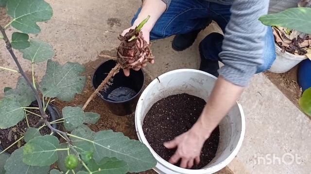 Как размножить БАНАН. смотреть онлайн