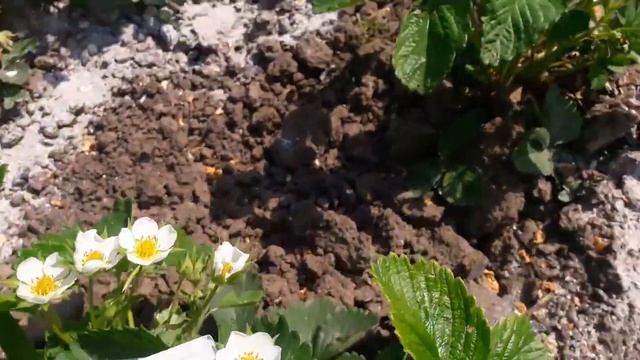 Цветет клубника,чем подкормит для хорошего цветения. смотреть онлайн