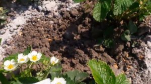 Цветет клубника,чем подкормит для хорошего цветения.