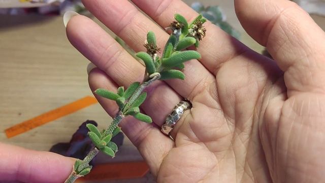 Распаковка корейских  и адаптированных суккулентов, ноябрь 2023 ?Sweet Succulents