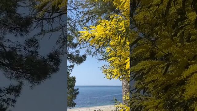 Мимоза в Абхазии. смотреть онлайн