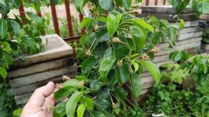 Сорт груши Просто Мария, Чижовская, Патен, Кудесница и др. весна 2023г