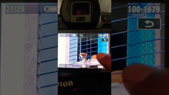 #canon #eosr ❤️#beagle #puppy #zoom #quality #viralshort #live #viral #viralvideo #love #dog #pyar смотреть онлайн