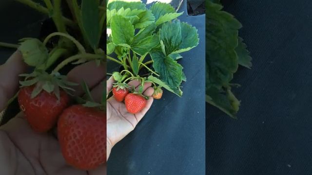 Клубника Дарселект смотреть онлайн