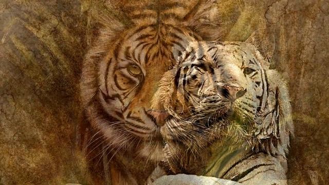 Приснился тигр? Узнайте к чему этот сон смотреть онлайн