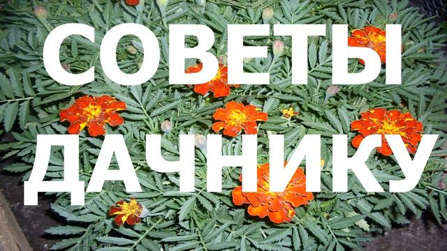 КАК ВЫРАСТИТЬ ТУЮ ИЗ ЧЕРЕНКА смотреть онлайн