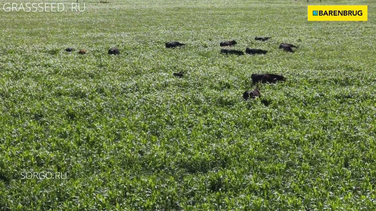 Засухоустойчивое и мощное Пастбище на сорго-суданковом гибриде BMR-6 NUTRITOP STAR смотреть онлайн