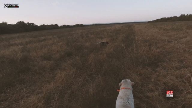 ?Охота на перепела✅Очень-очень много перепела-раскрываем секретные поля-где? смотреть онлайн