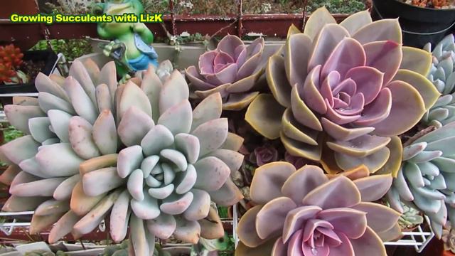 Succulents Live Forever | GSwLK смотреть онлайн