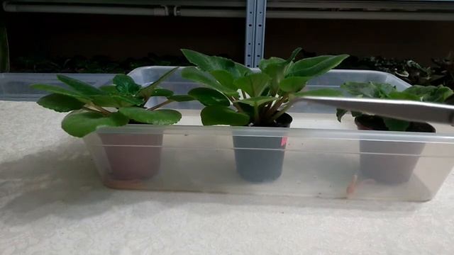 Формирование розетки фиалки: удаление пасынков смотреть онлайн