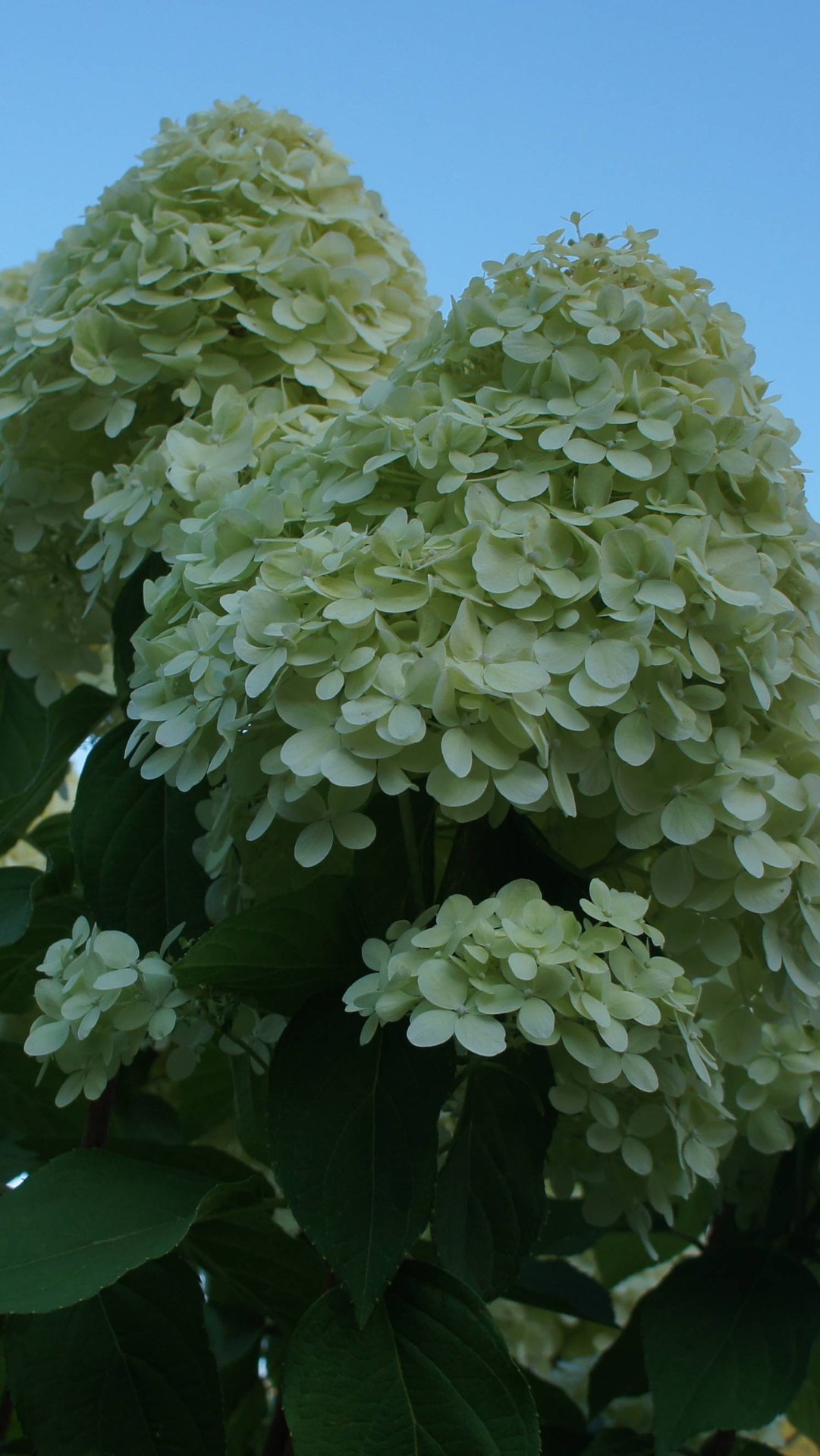 Метельчатые гортензии: выбираю одну смотреть онлайн