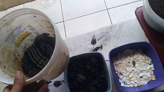 como fazer muda de croton aparti de galho смотреть онлайн