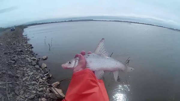 Конь Губарь. Необычные рыбы Амура. Horse Gubar . Unusual Amur fish.