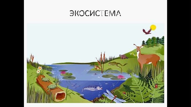 Разбор части С 5 ЕГЭ по биологии. Задача 8. Подготовка к ЕГЭ и ОГЭ по биологии смотреть онлайн
