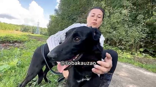 Фила нашли привязанного к дереву. Проект помощи Собака Юзао. Приют «Щербинка" смотреть онлайн