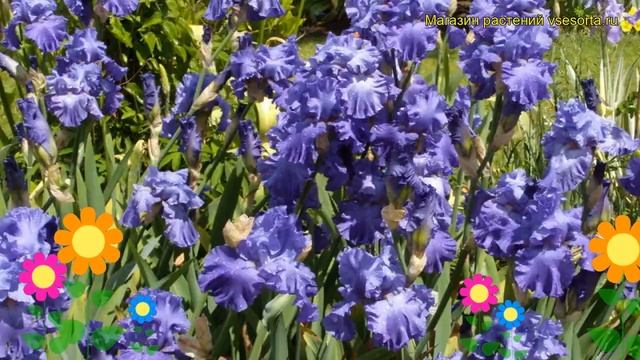 Ирис германский Бленхейм Роял. Краткий обзор, описание характеристик iris germanica Blenheim Royal смотреть онлайн