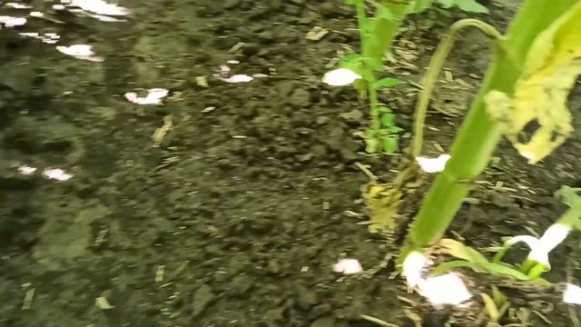 Огляд соняшнику, проект -  