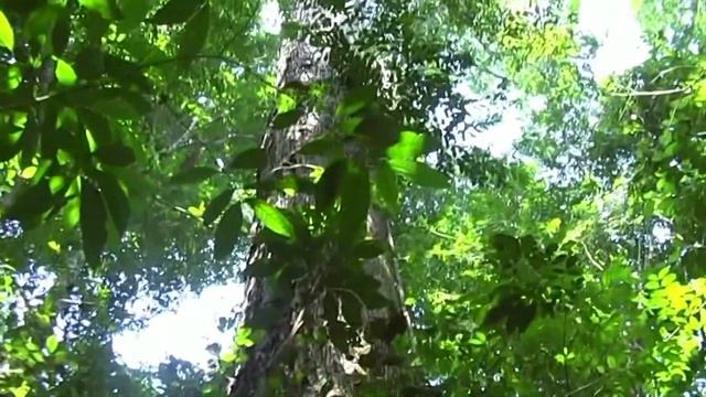 Brazil - a trip to the Amazon rainforest смотреть онлайн