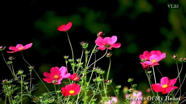 Ernesto Cortazar Beautiful Piano Music смотреть онлайн