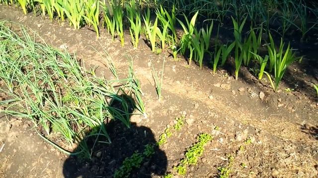 #дача#лето#пришло тепло#Прогулка по даче смотреть онлайн