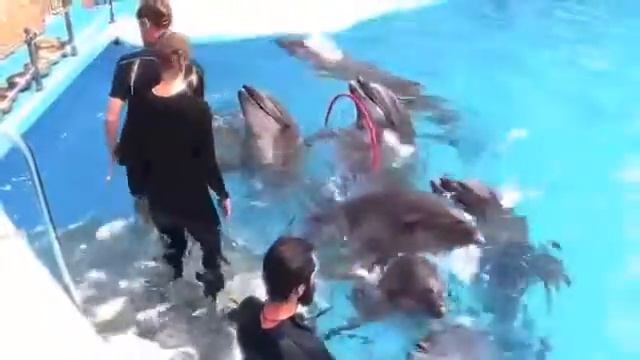 Исцеляющие звуки дельфинов и чаш. смотреть онлайн